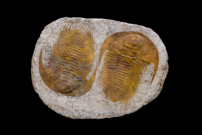 Trilobites géants (Paradoxides sp., environ 20 cm, Cambrien, Maroc)